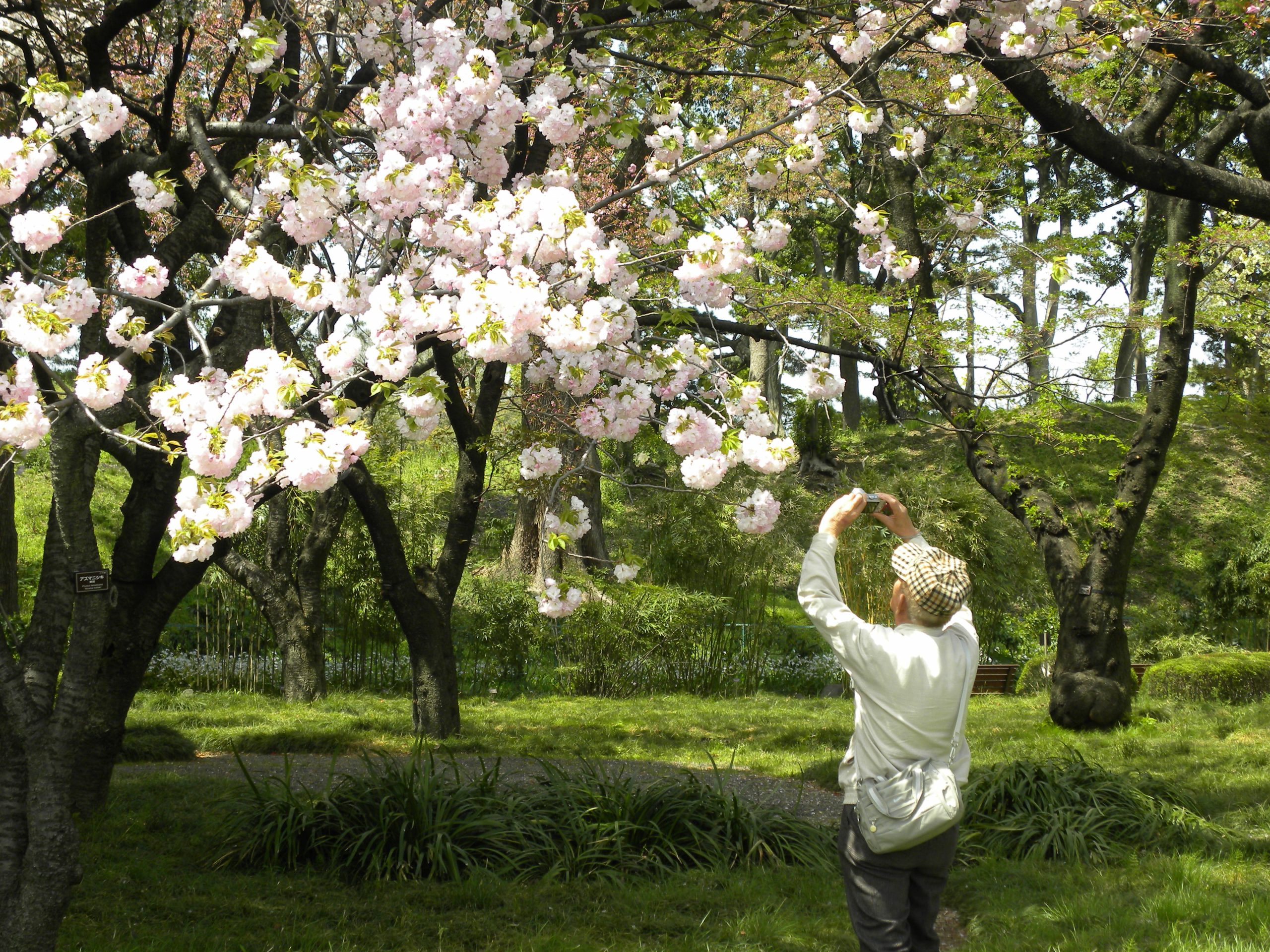 Primavera en Japón